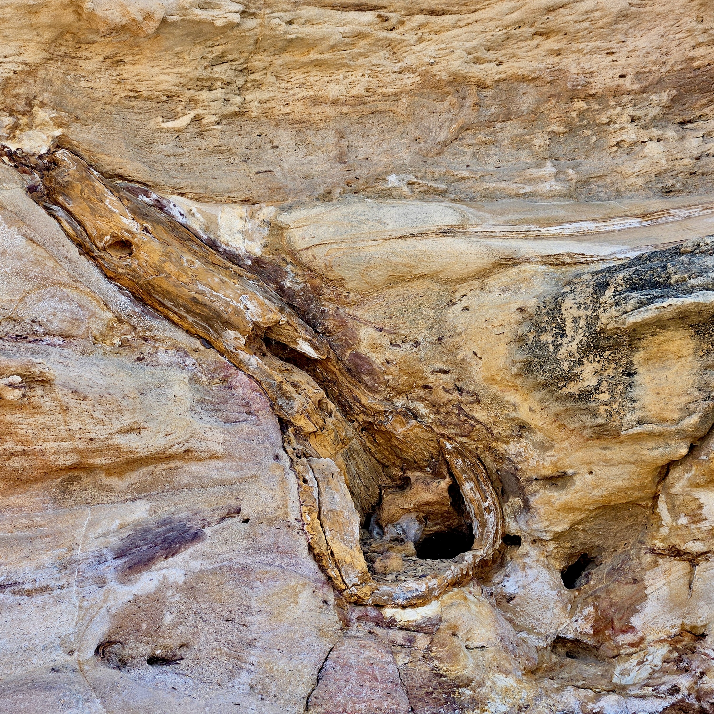 Wood Fossil Park