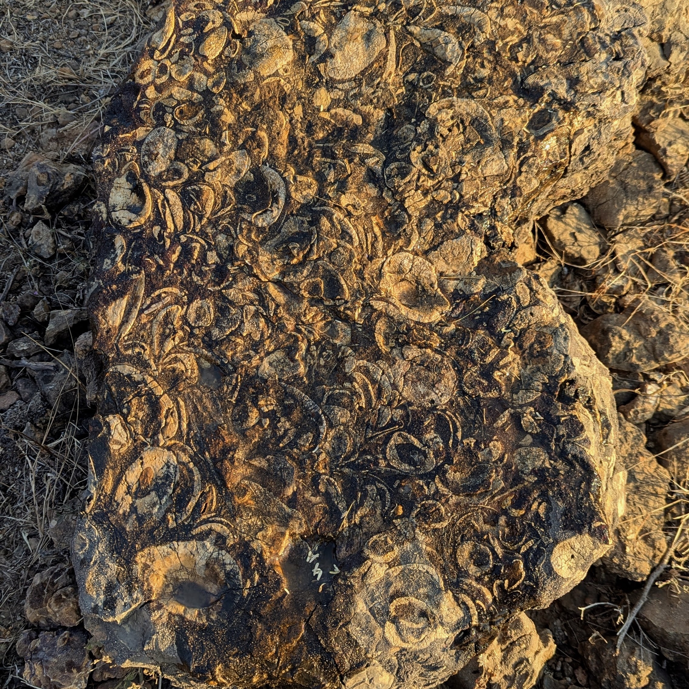 Fossils